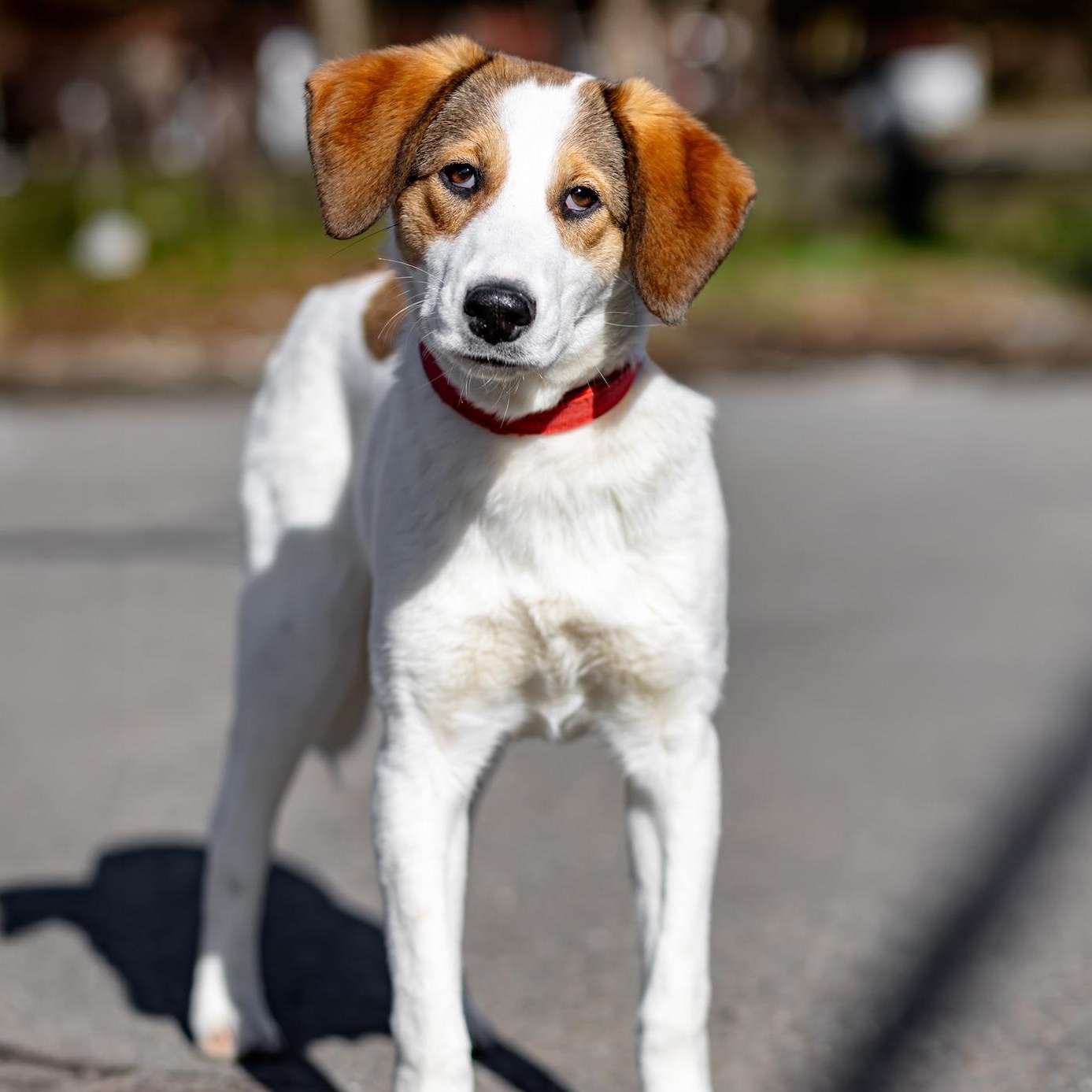 Layla, a ADOPTABLE mixed breed in Morristown, NJ image 6/6