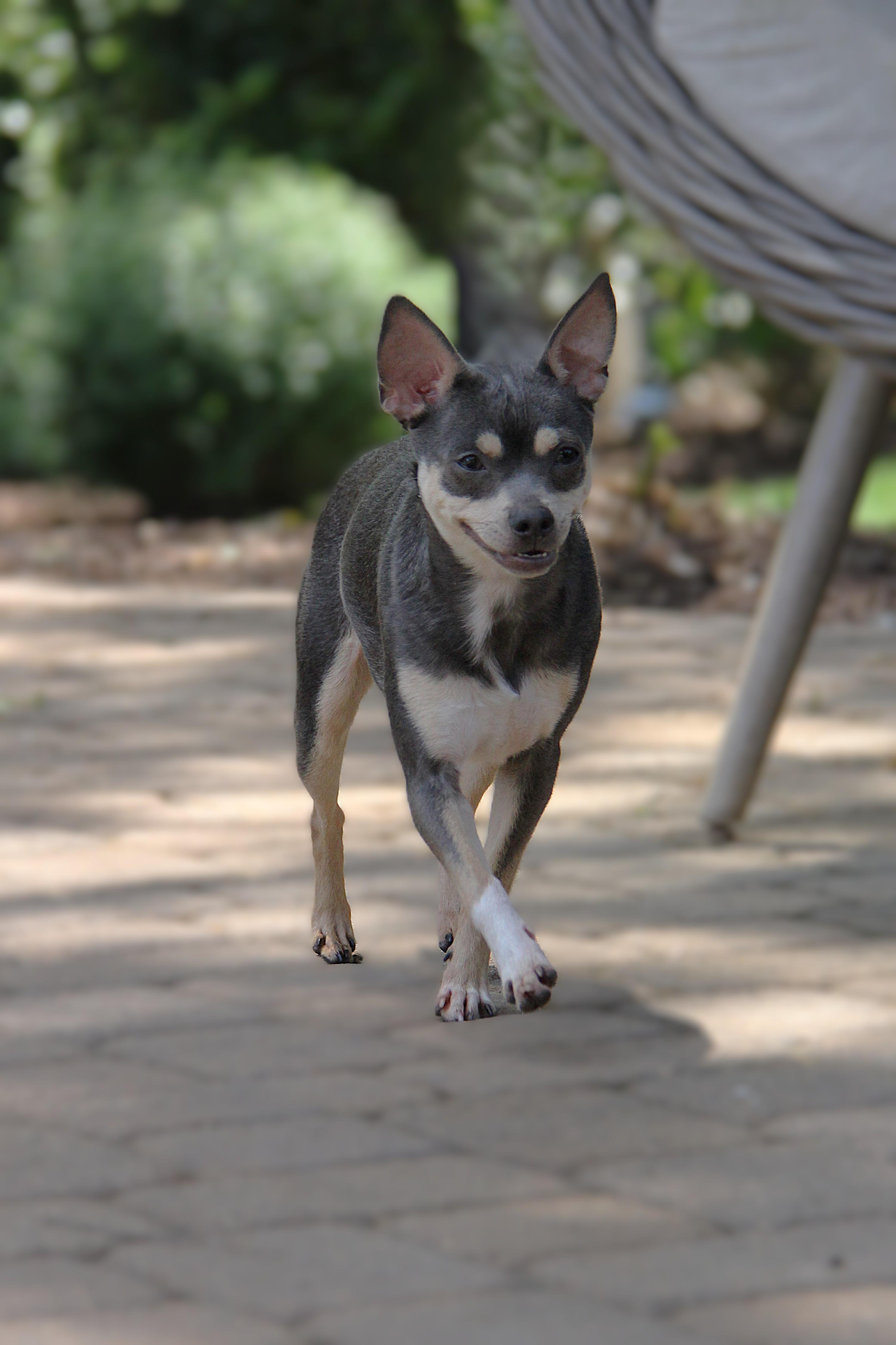 Enlarge Cora, a ADOPTABLE mixed breed in Monroe, NC image 2/3