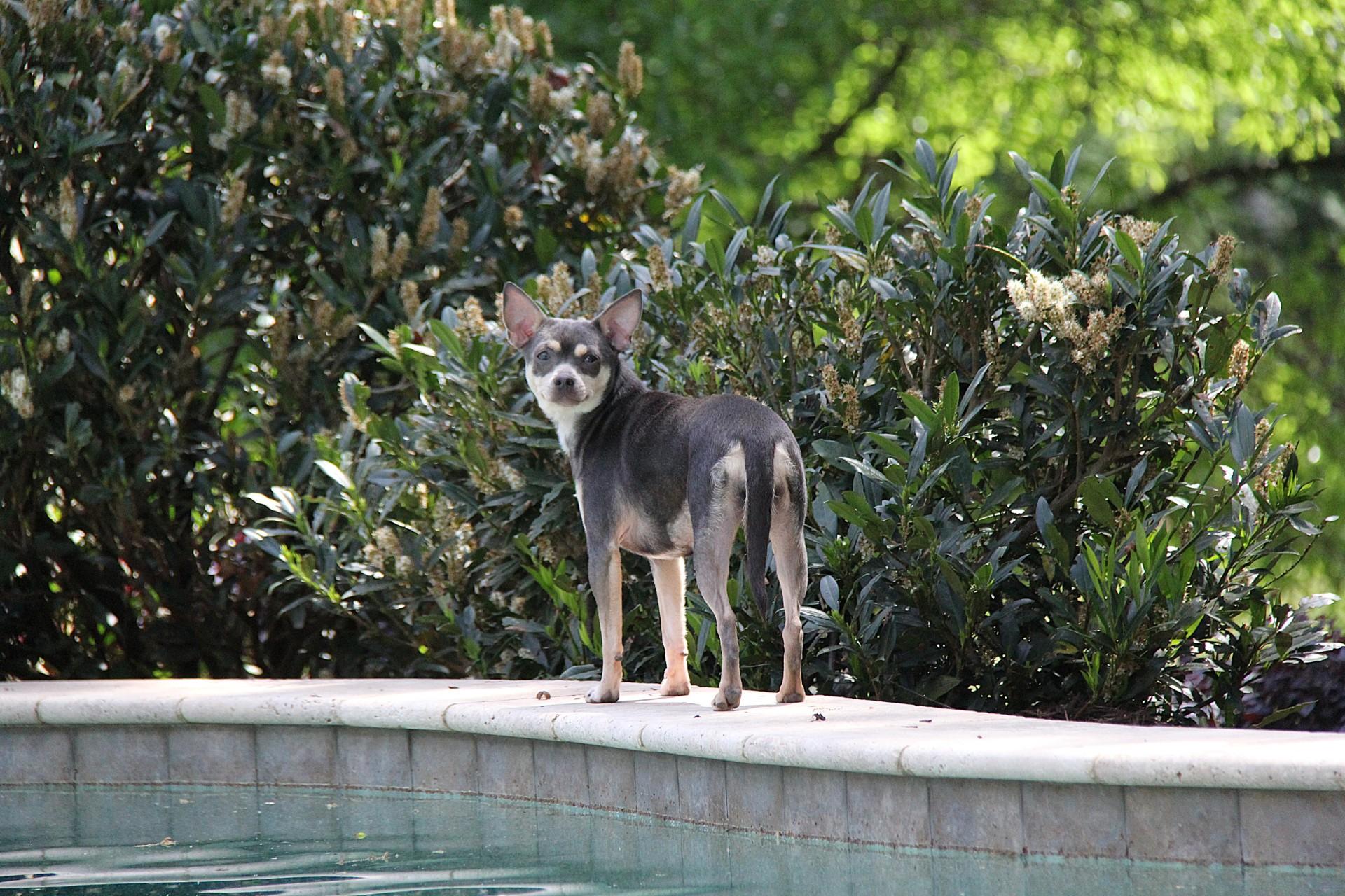 Enlarge Cora, a ADOPTABLE mixed breed in Monroe, NC image 3/3