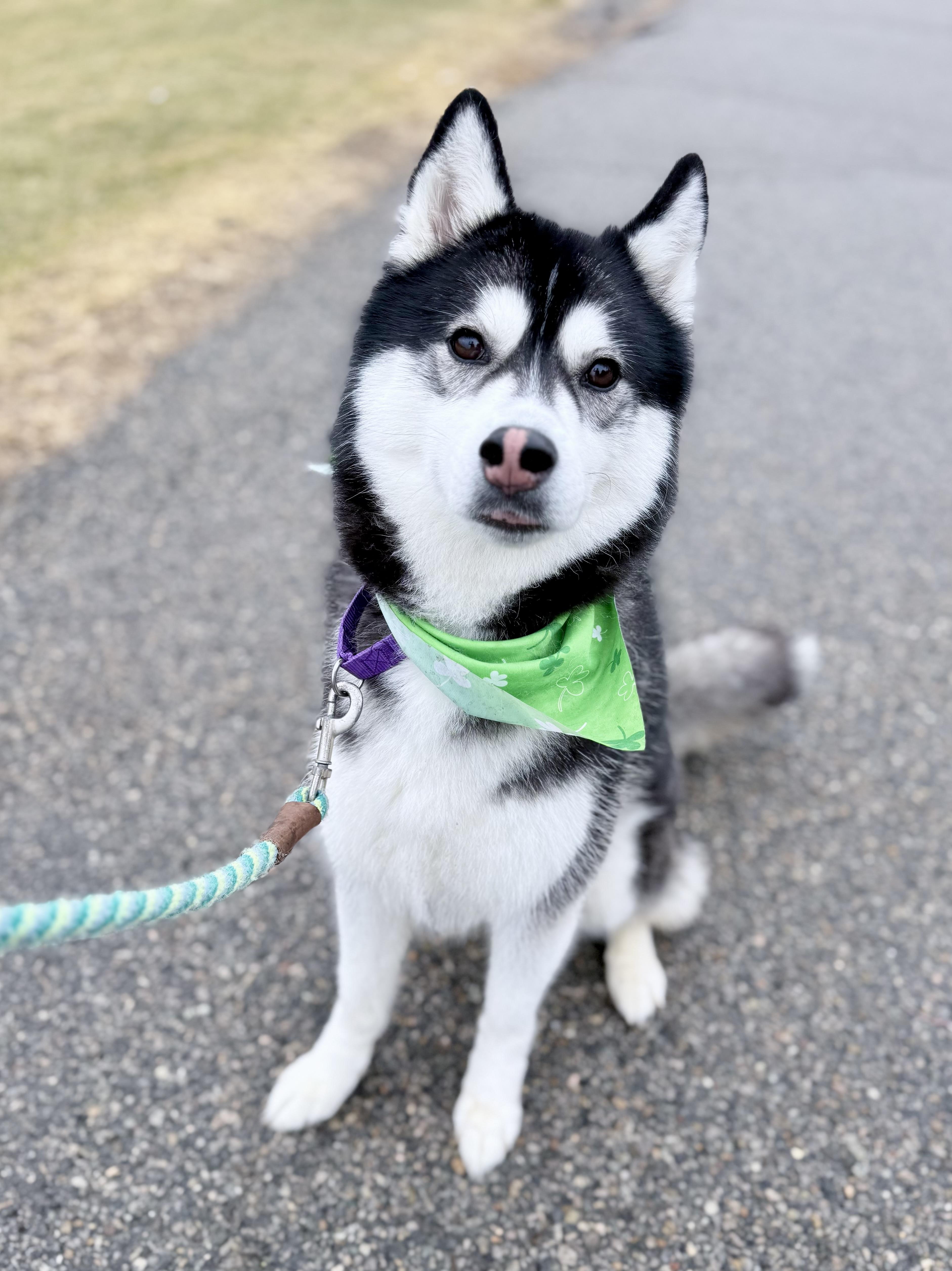 Enlarge Luna, a ADOPTABLE Siberian Husky in Mendham, NJ image 2/3