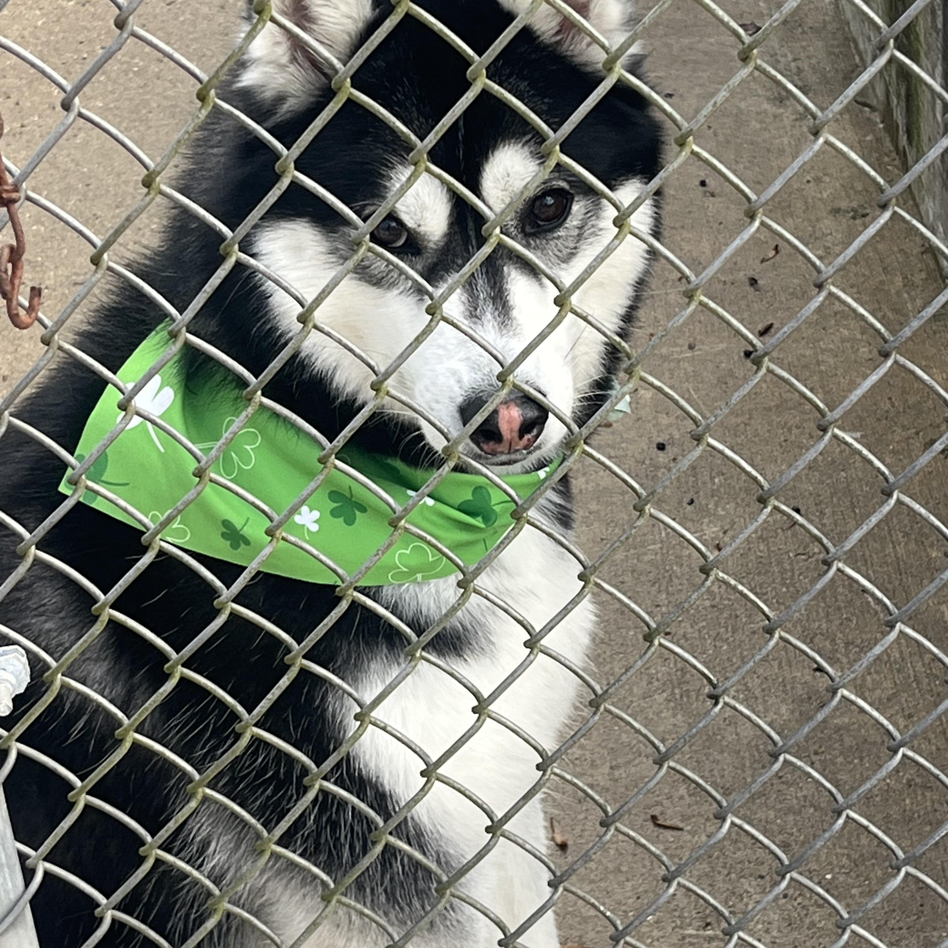 Enlarge Luna, a ADOPTABLE Siberian Husky in Mendham, NJ image 3/3