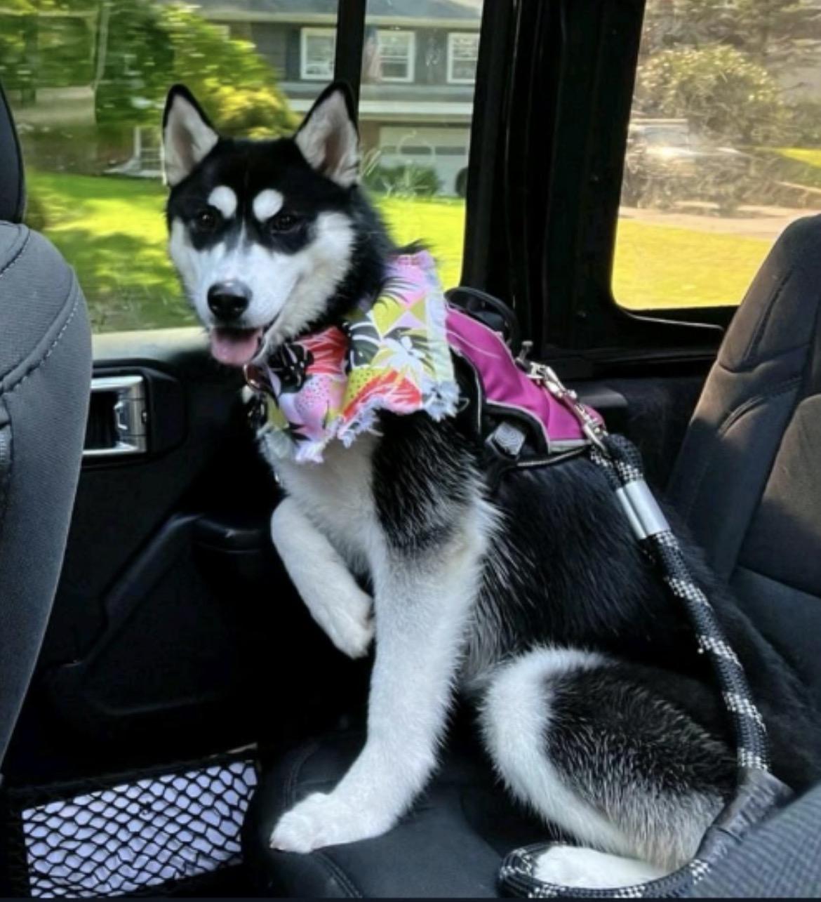 Luna, ADOPTABLE, Adult Female Siberian Husky.