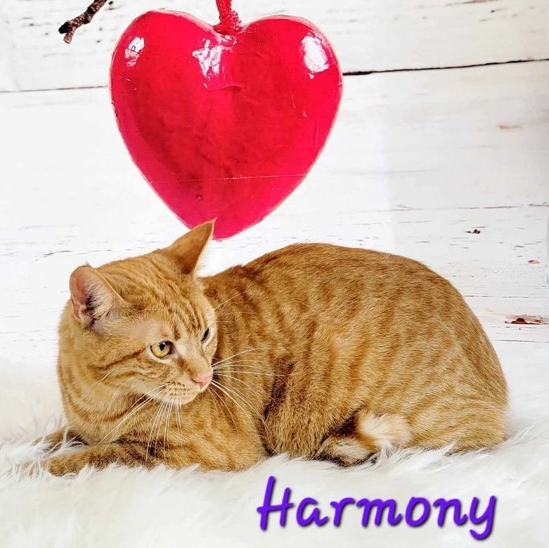 Harmony photo 4