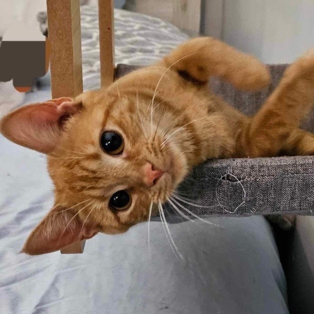 Enlarge Harmony, a Adoptable mixed breed in Greensburg, PA image 2/6