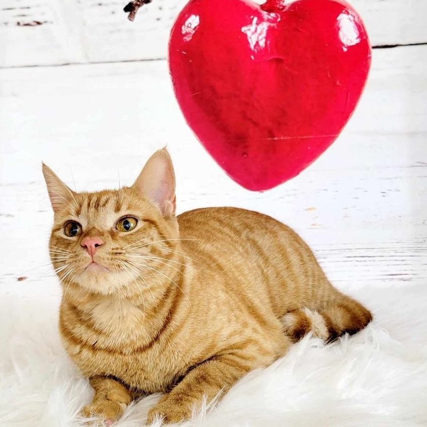 Harmony, Young Female Domestic Short Hair