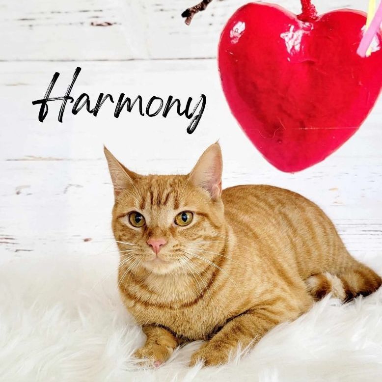 Harmony photo 5