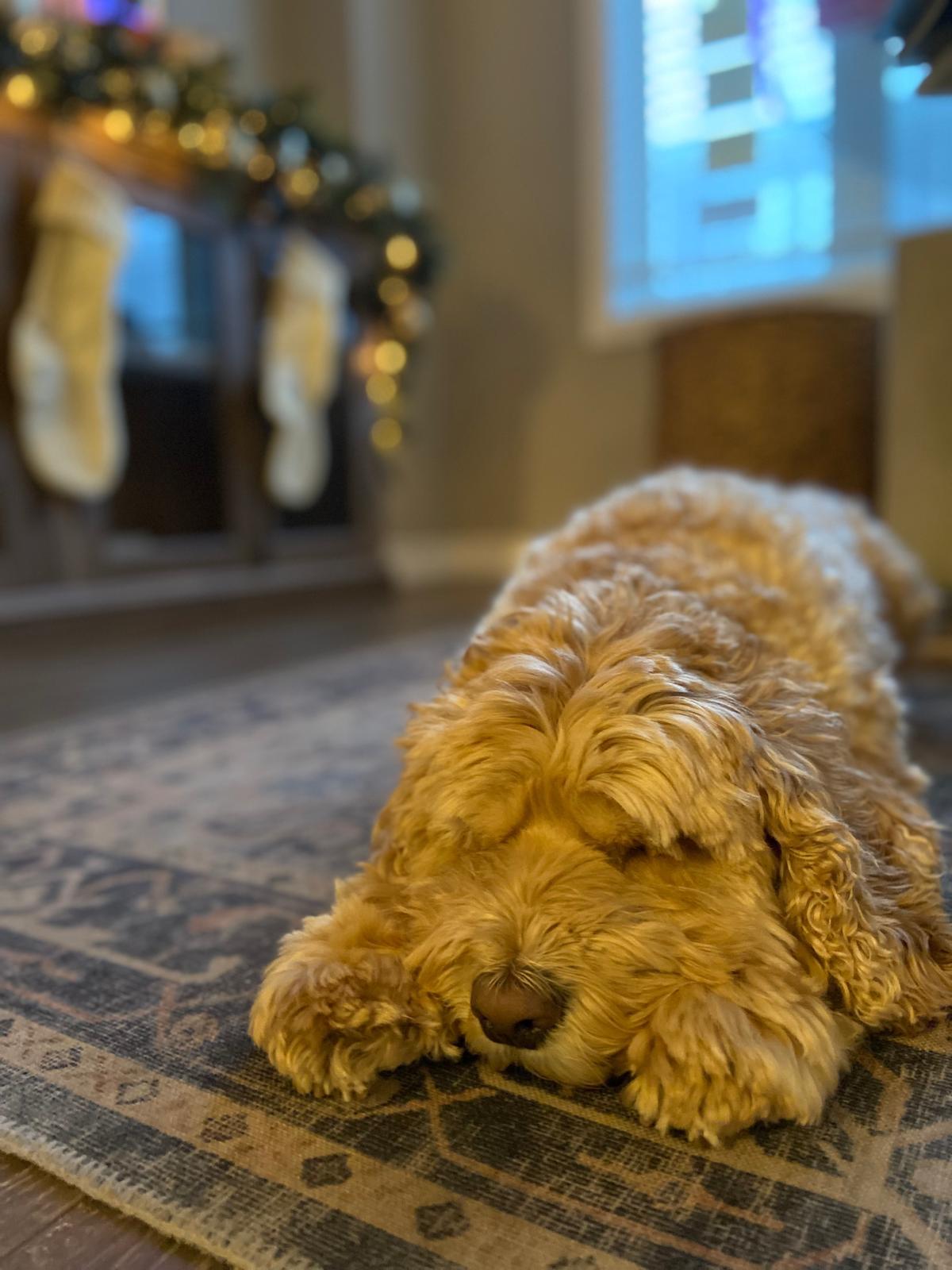 Enlarge Leo, a Adoptable mixed breed in Etobicoke, ON image 1/3