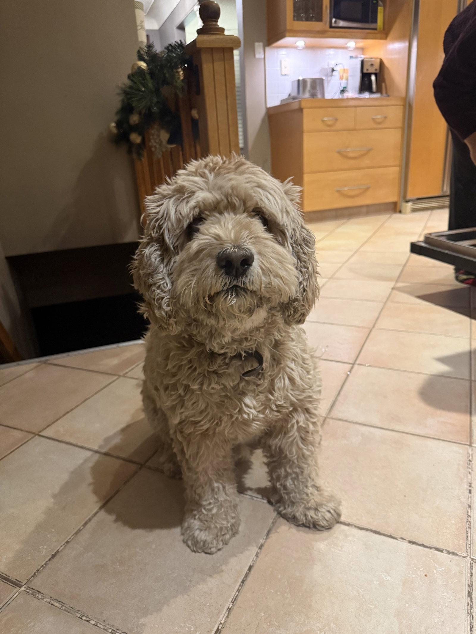 Enlarge Leo, a Adoptable mixed breed in Etobicoke, ON image 2/3