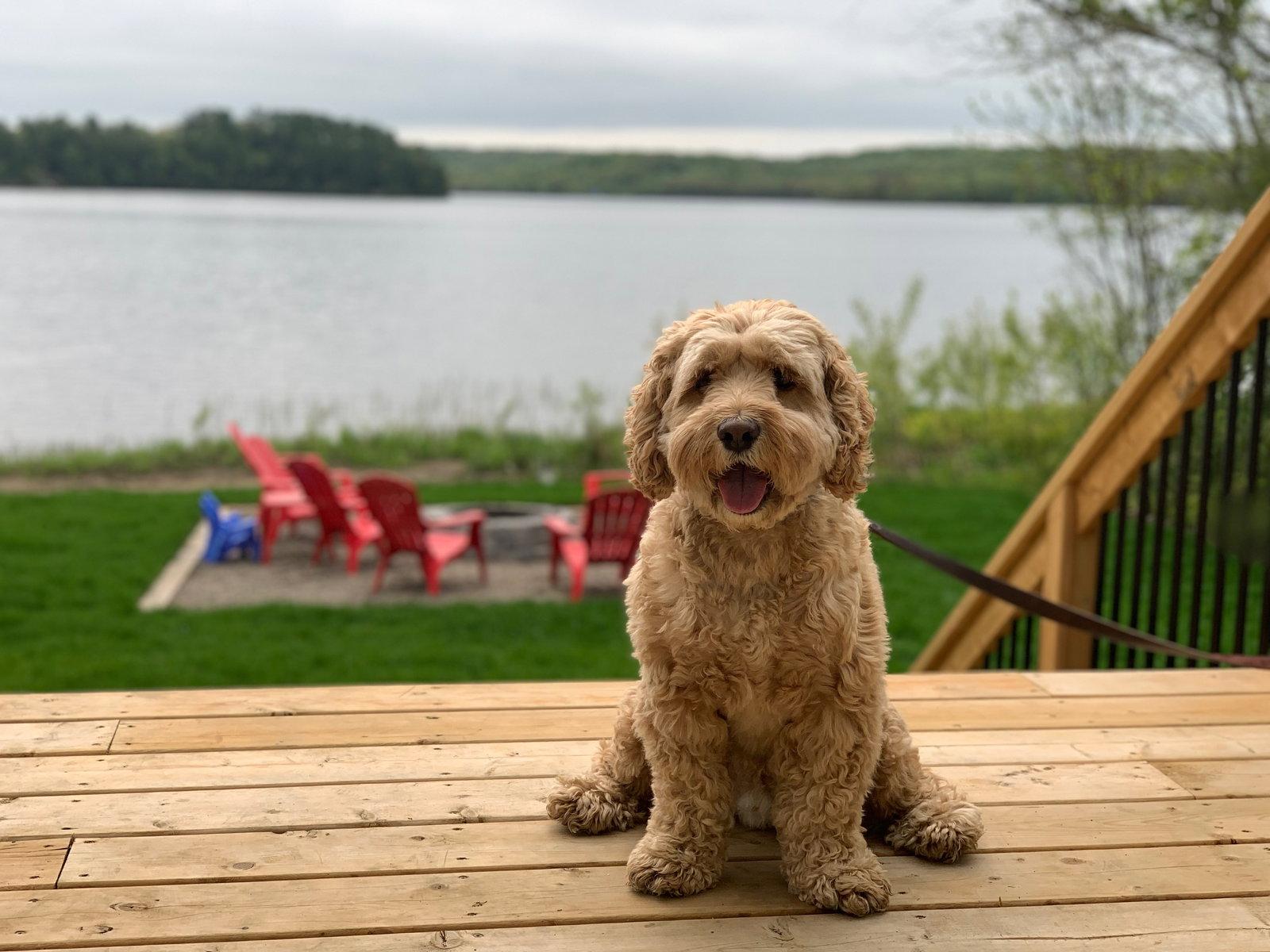Enlarge Leo, a Adoptable mixed breed in Etobicoke, ON image 3/3