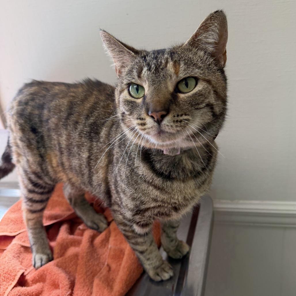 Pearl — thumbnail 2