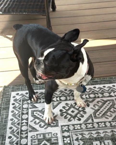 Enlarge Lucy, a Adoptable Boston Terrier in Waukesha, WI image 3/5