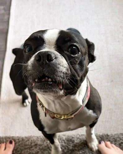 Enlarge Lucy, a Adoptable Boston Terrier in Waukesha, WI image 2/5