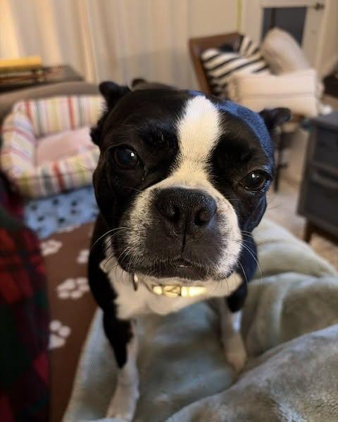 Lucy, Adoptable, Adult Female Boston Terrier.