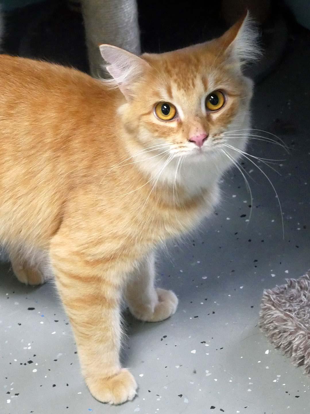Enlarge Scruffy, a ADOPTABLE Domestic Medium Hair in Bloomingdale, NJ image 5/5