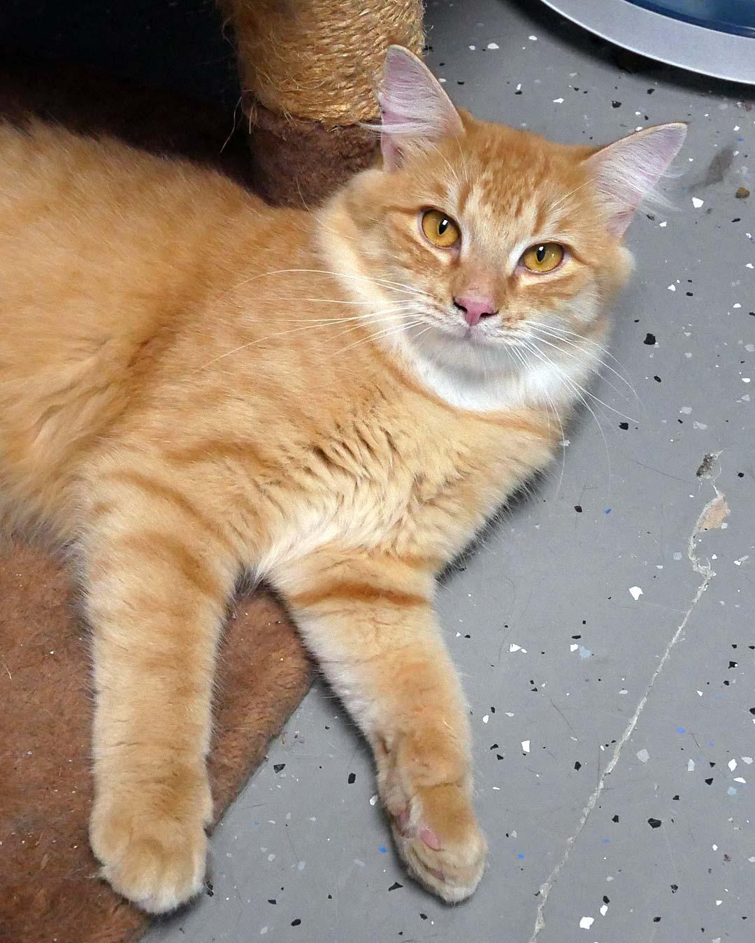Scruffy, ADOPTABLE, Young Male Domestic Medium Hair.