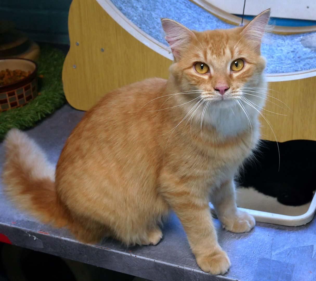Enlarge Scruffy, a ADOPTABLE Domestic Medium Hair in Bloomingdale, NJ image 2/5