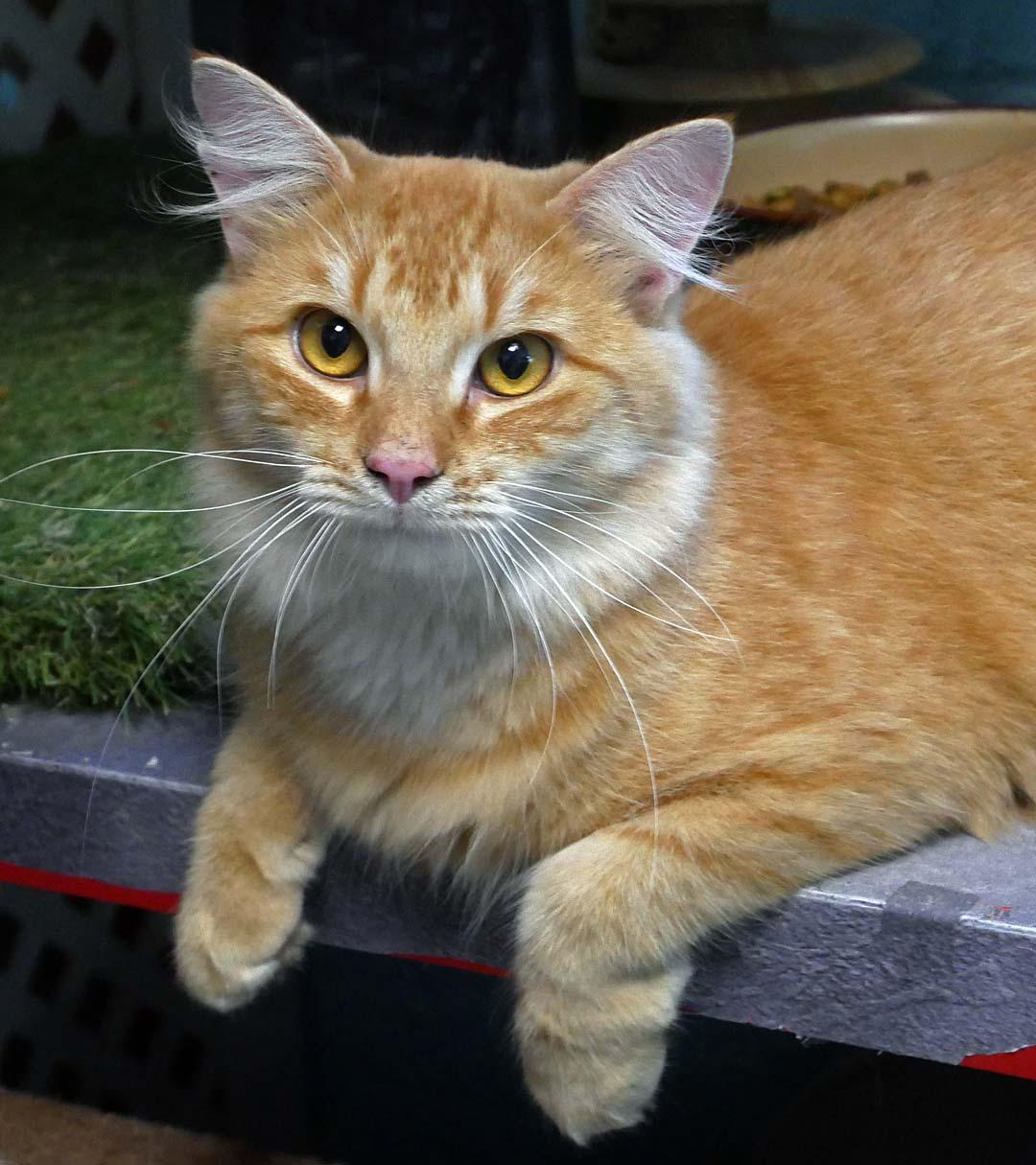 Enlarge Scruffy, a ADOPTABLE Domestic Medium Hair in Bloomingdale, NJ image 3/5