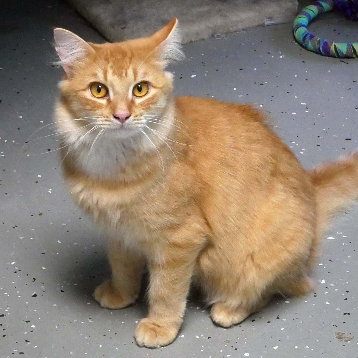 Enlarge Scruffy, a ADOPTABLE Domestic Medium Hair in Bloomingdale, NJ image 4/5