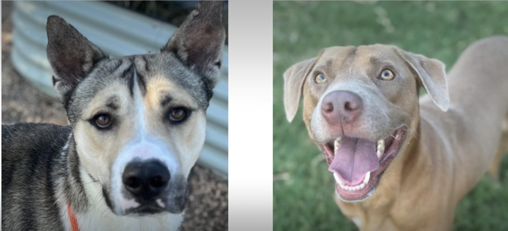 Adopt a Texas Dog, Adoptable, Adult Female Husky & Labrador Retriever.
