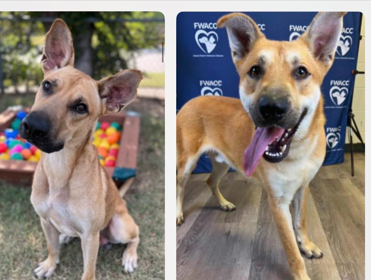 Enlarge Adopt a Texas Dog, a Adoptable mixed breed in Denver, CO image 3/6