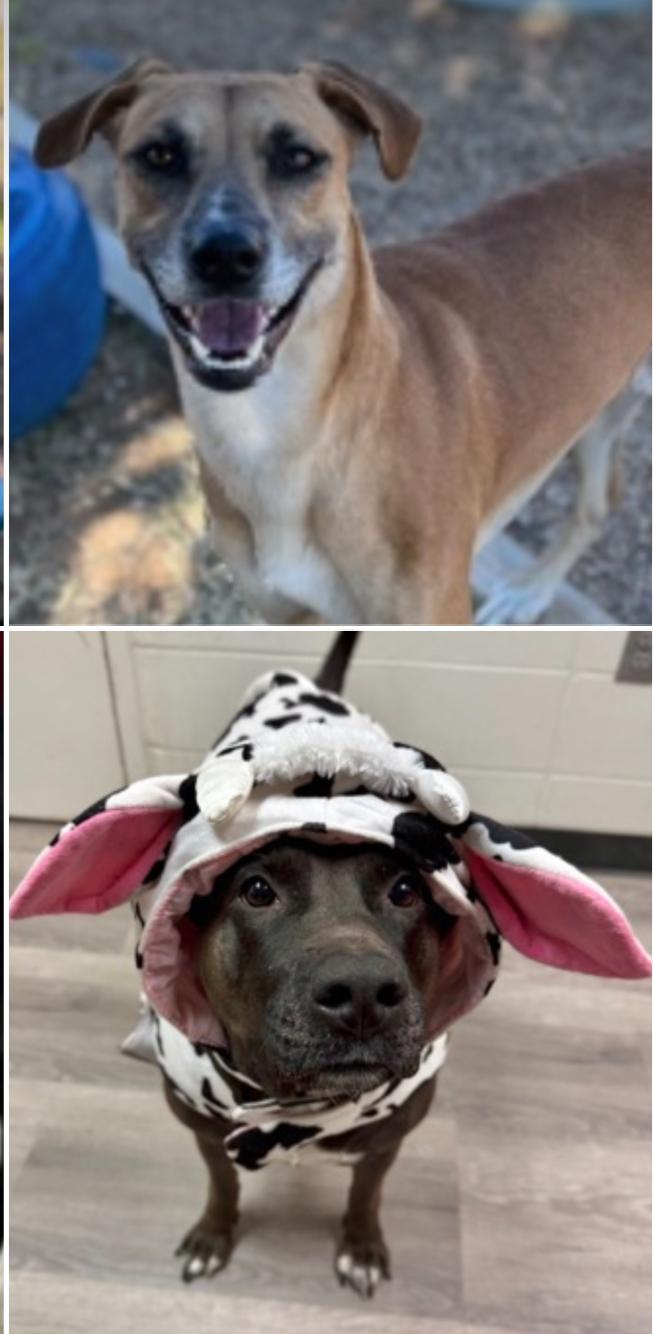 Enlarge Adopt a Texas Dog, a Adoptable mixed breed in Denver, CO image 4/6