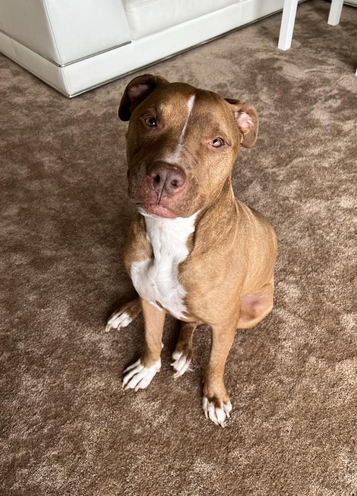 Enlarge Buddy, a Adoptable mixed breed in Elk Grove, CA image 4/6