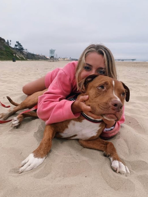 Enlarge Buddy, a Adoptable mixed breed in Elk Grove, CA image 1/6