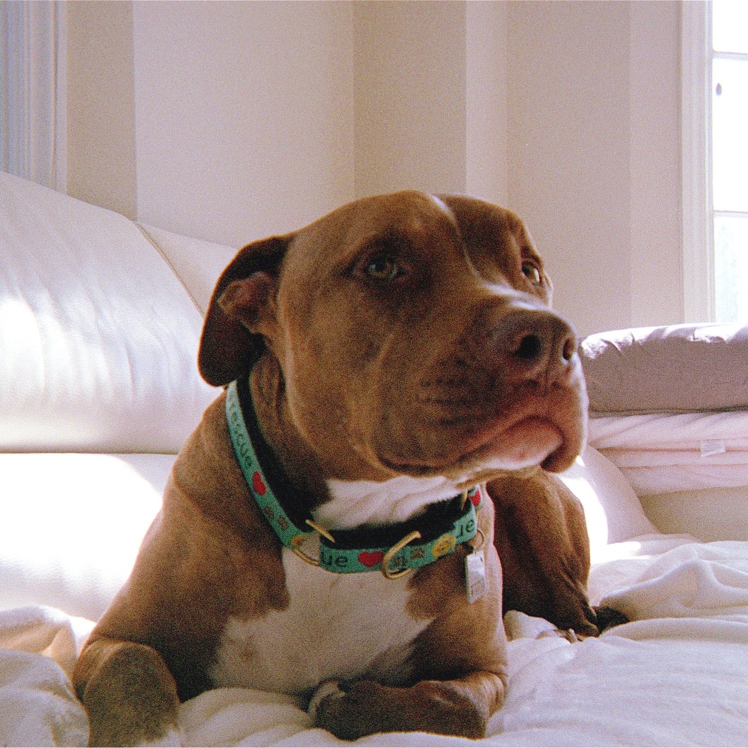 Buddy, Adoptable, Adult Male American Staffordshire Terrier & Pit Bull Terrier.