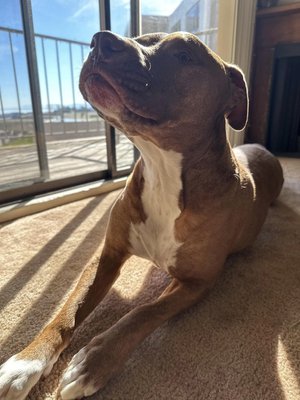 Enlarge Buddy, a Adoptable mixed breed in Elk Grove, CA image 6/6