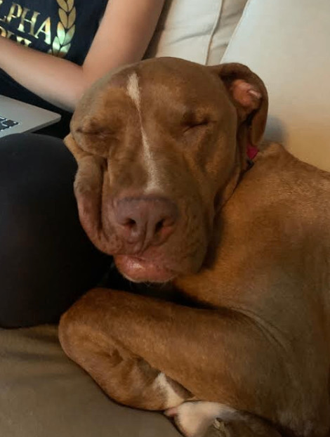 Enlarge Buddy, a Adoptable mixed breed in Elk Grove, CA image 2/6