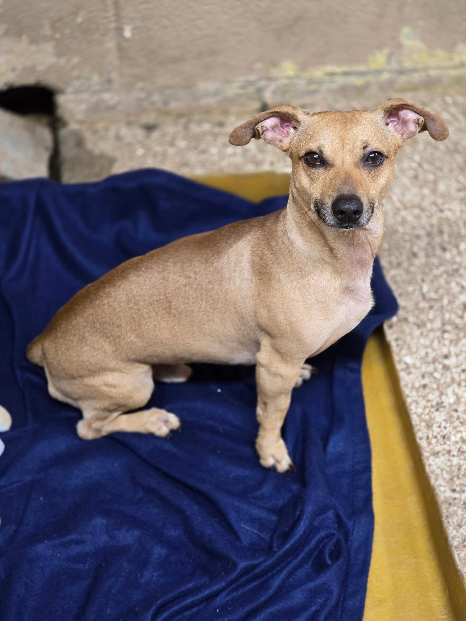 Enlarge Maverick, a ADOPTABLE mixed breed in Hendersonville, TN image 1/1