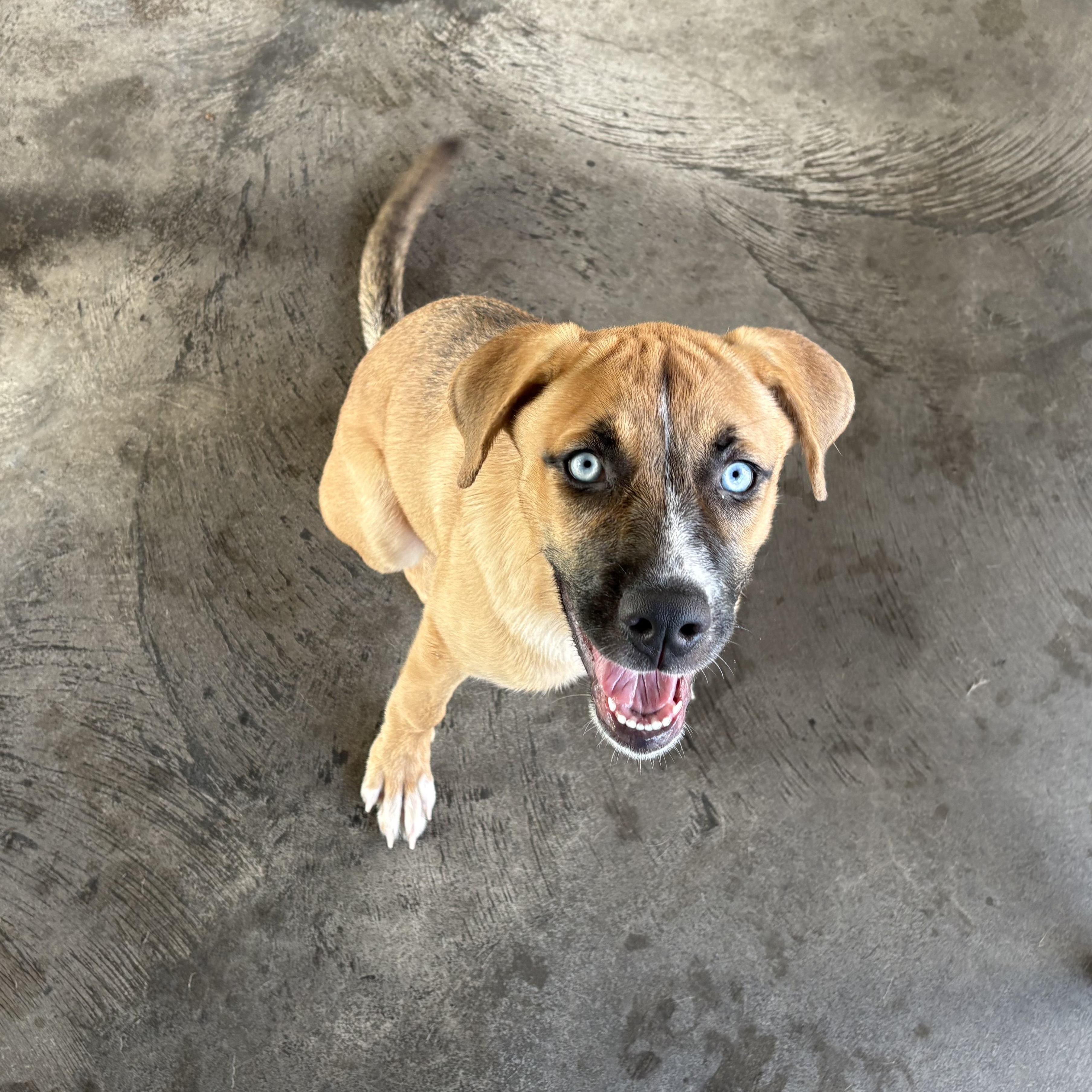 Vesper, ADOPTABLE, Young Female Mountain Cur.
