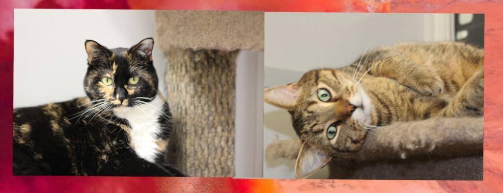Prince(M) & Ella(F), Adopted, Adult Male Domestic Short Hair.