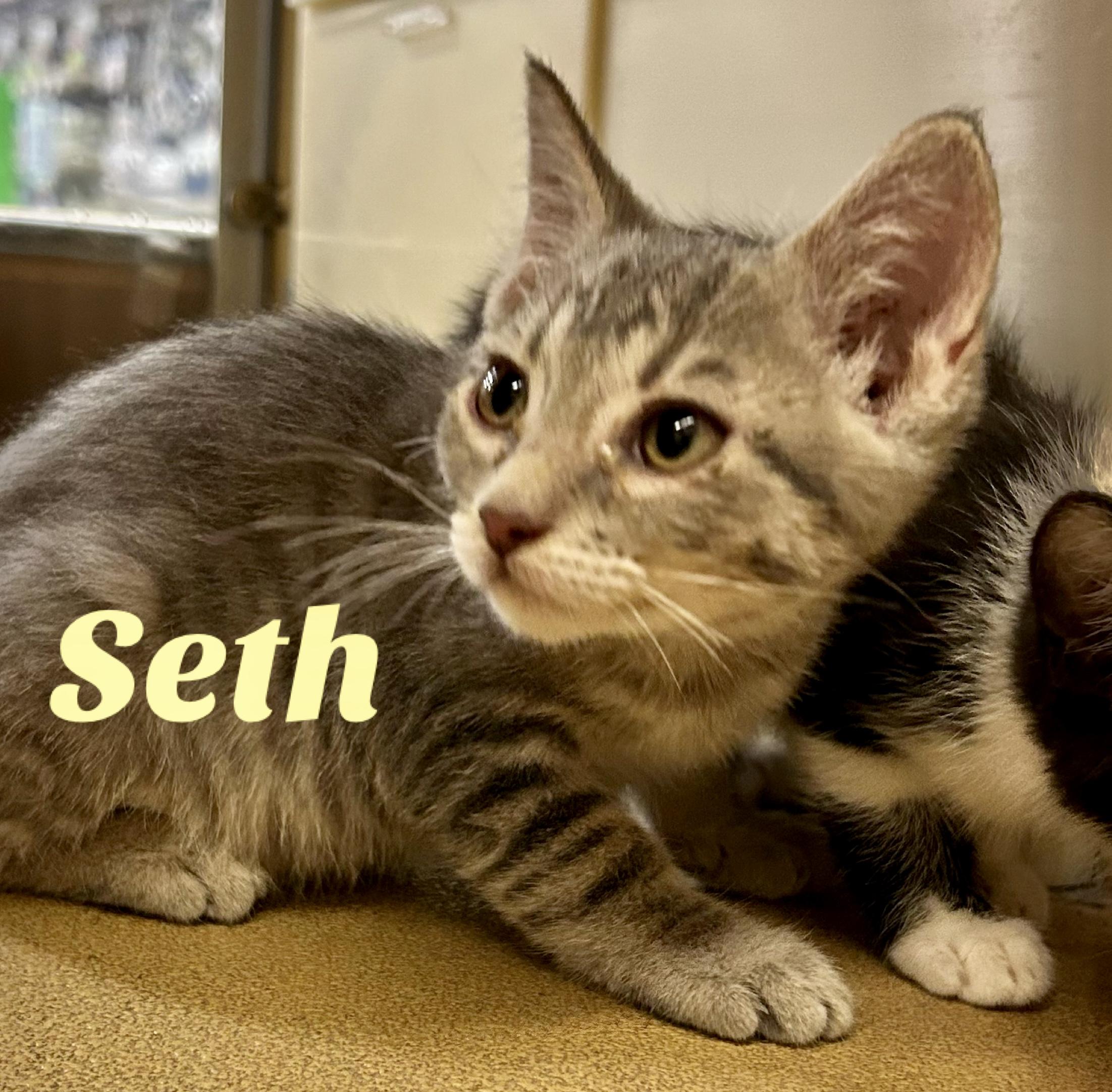 Enlarge Seth, a Adoptable Domestic Short Hair in Owasso, OK image 1/3