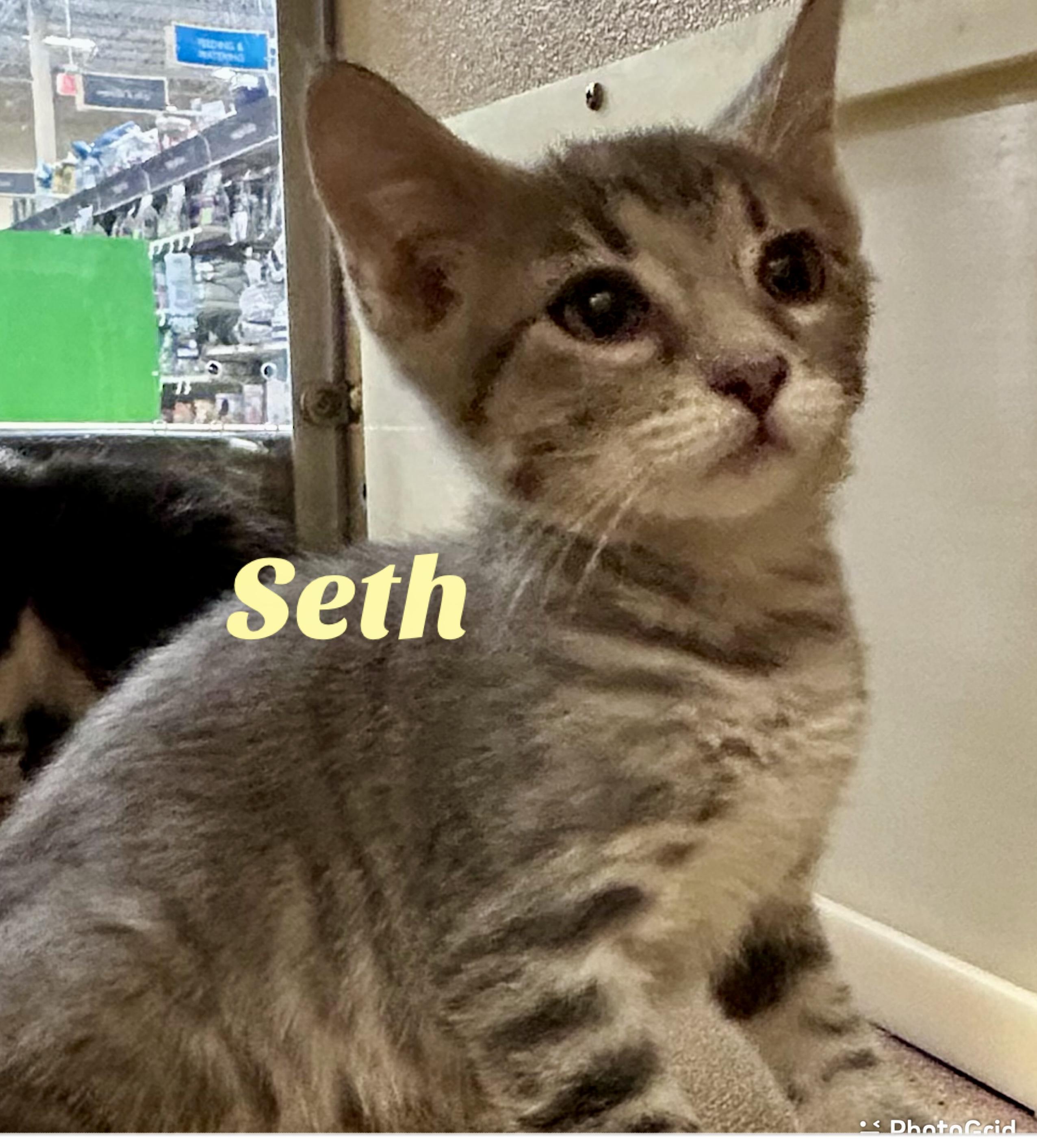 Enlarge Seth, a Adoptable Domestic Short Hair in Owasso, OK image 2/3