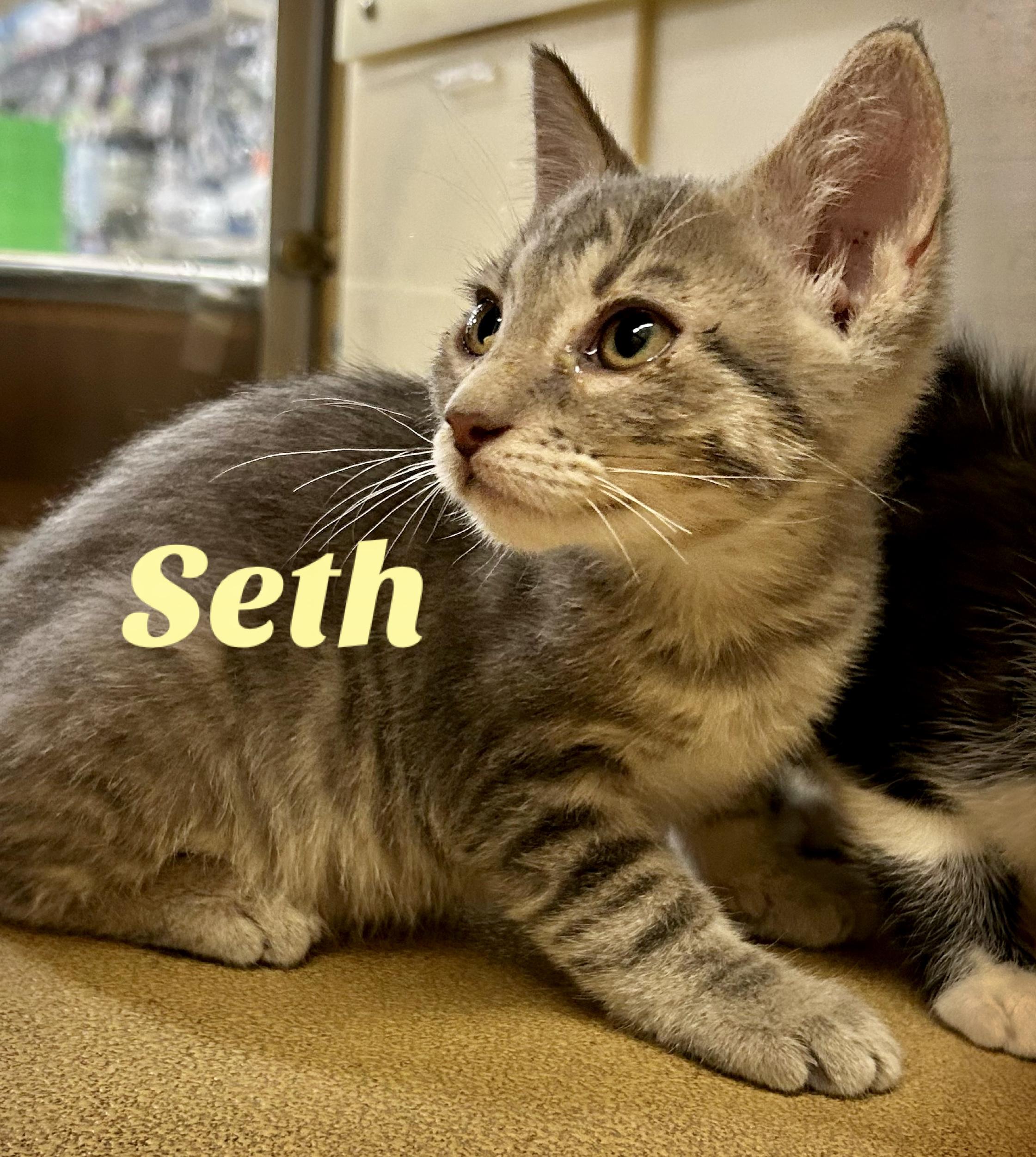 Enlarge Seth, a Adoptable Domestic Short Hair in Owasso, OK image 3/3