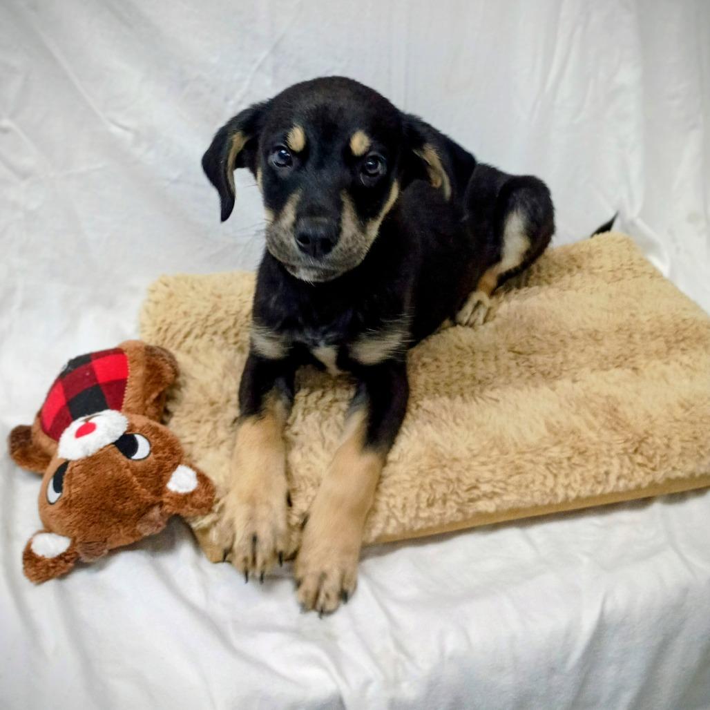 Maleficent, Adoptable, Puppy Female Shepherd & Mixed Breed.