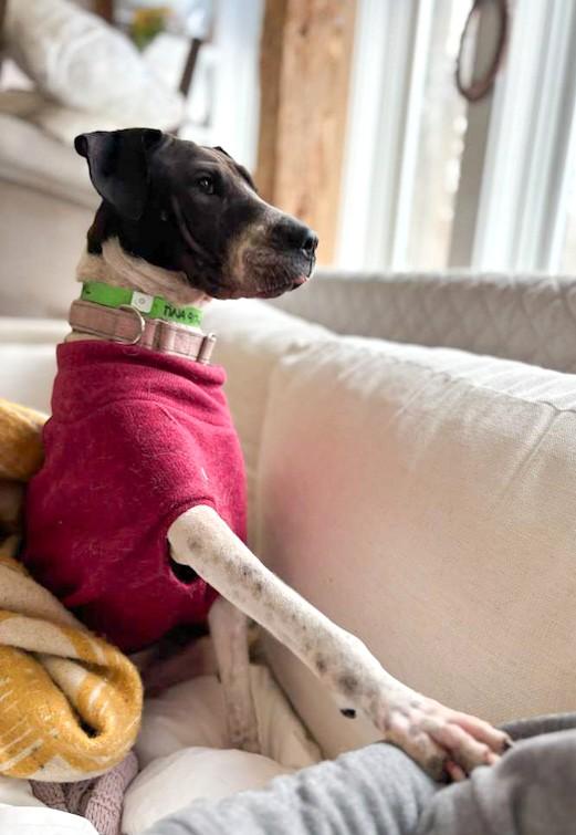 Enlarge Tina, a ADOPTABLE mixed breed in Southport, CT image 4/6