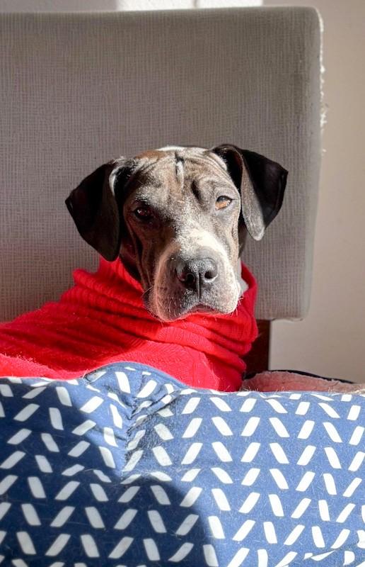 Enlarge Tina, a ADOPTABLE mixed breed in Southport, CT image 6/6