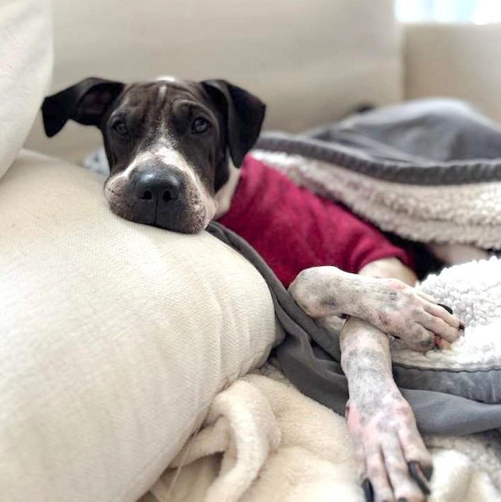 Tina, ADOPTABLE, Young Female German Shorthaired Pointer & Shar-Pei.