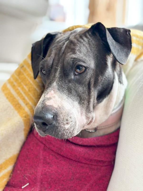 Enlarge Tina, a ADOPTABLE mixed breed in Southport, CT image 3/6