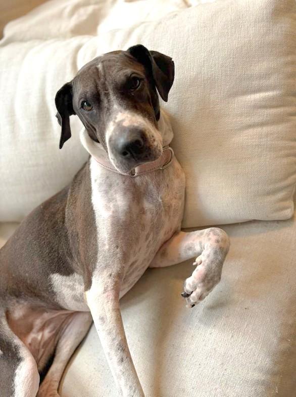 Enlarge Tina, a ADOPTABLE mixed breed in Southport, CT image 5/6