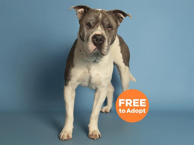 TEO, Adoptable, Adult Male Shar-Pei & Pit Bull Terrier.