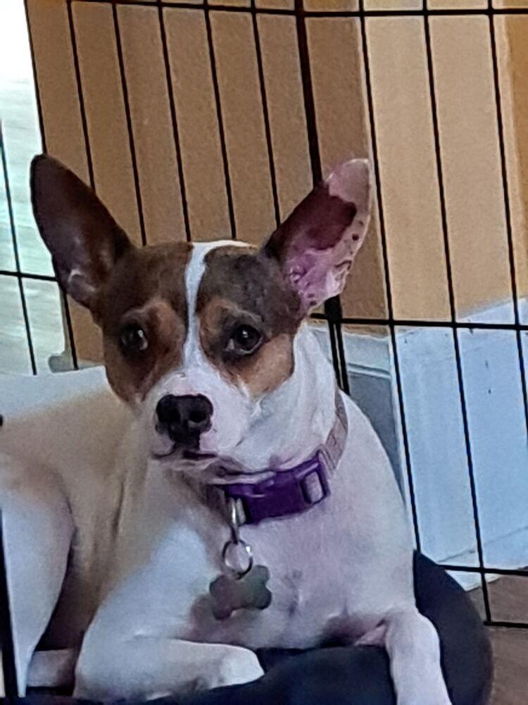 Coco JRT, Adoptable, Adult Female Jack Russell Terrier.