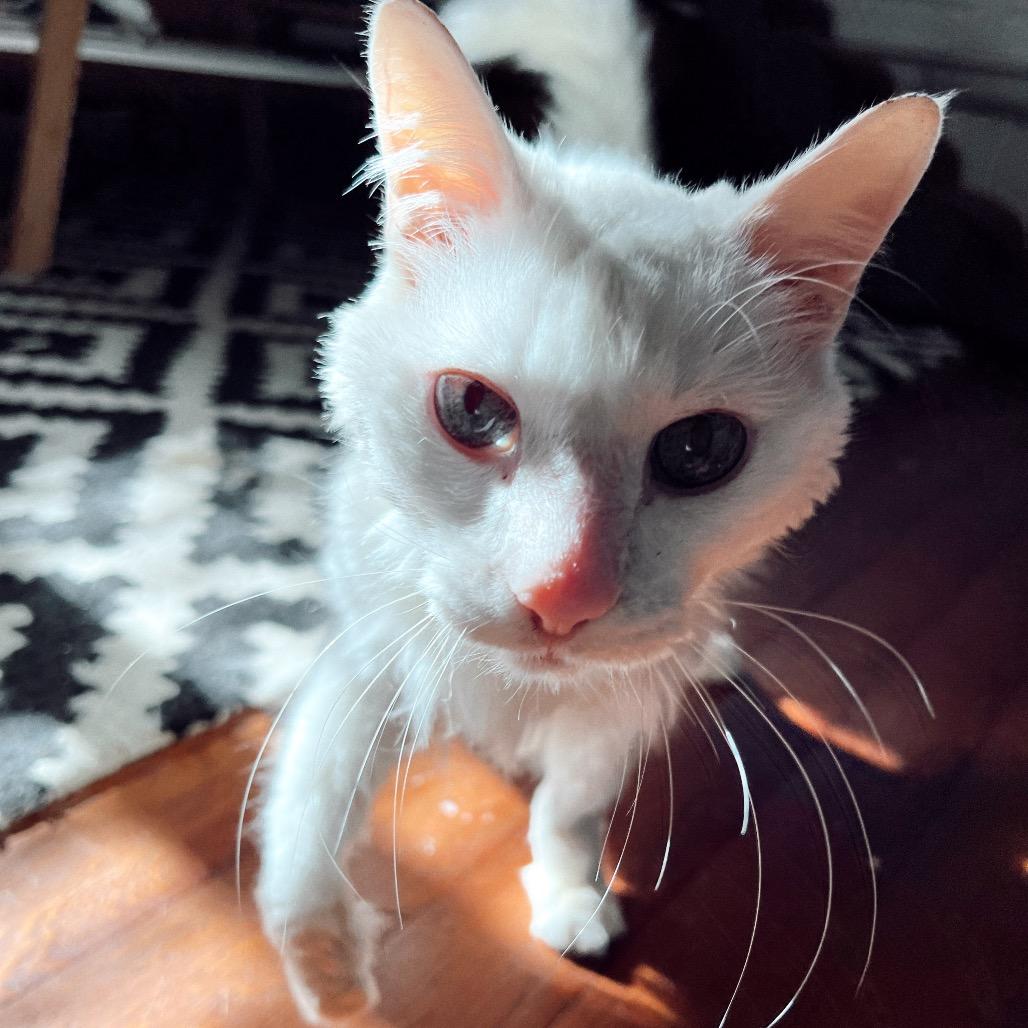 Enlarge COTTON, a Adoptable Domestic Long Hair in San Antonio, TX image 3/3