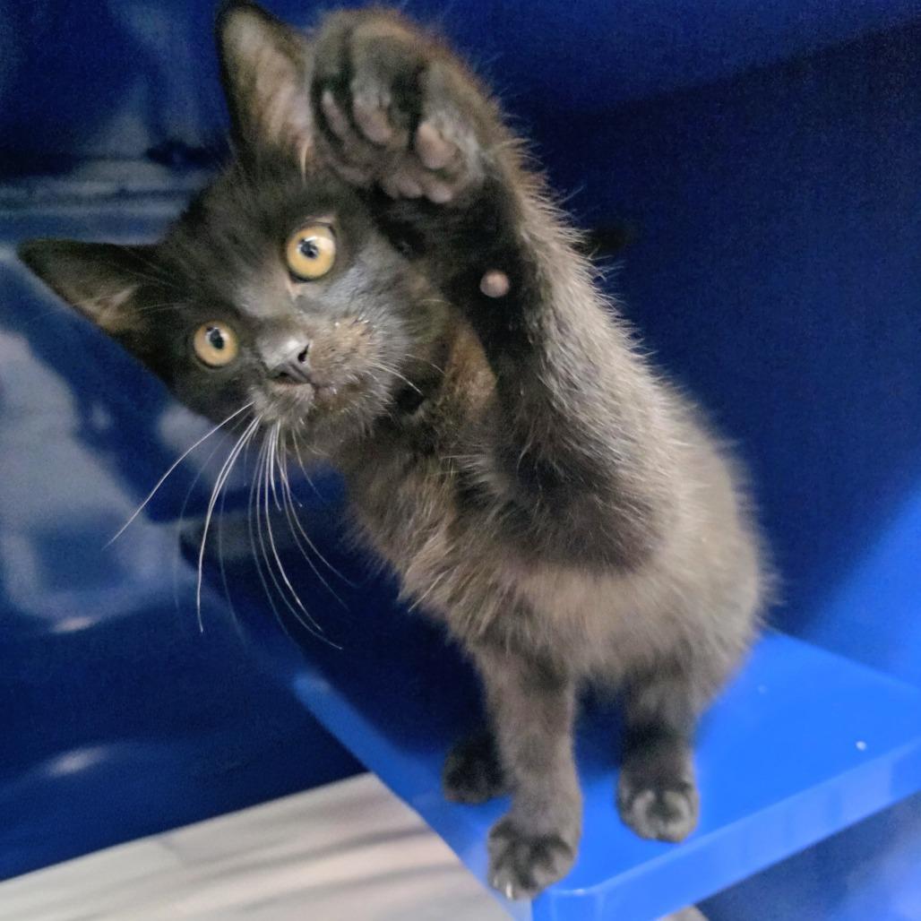 Arroz, Adoptable, Kitten Male Domestic Short Hair.
