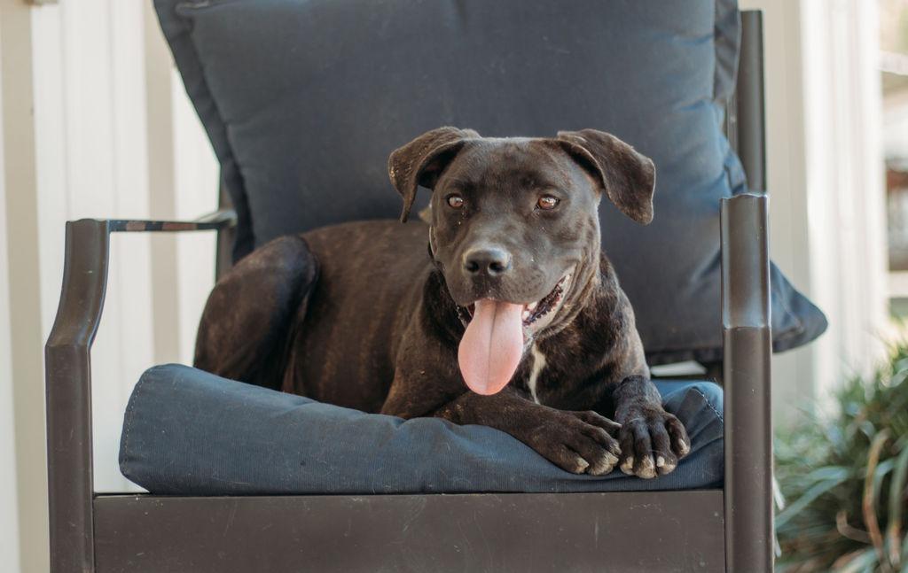 Koda, Adoptable, Adult Male Labrador Retriever & Mixed Breed.
