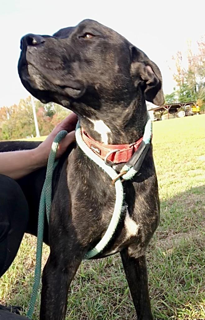 Enlarge Koda, a Adoptable mixed breed in Saint Francisville, LA image 2/6