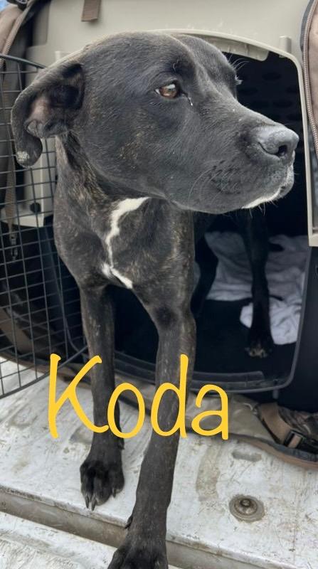 Enlarge Koda, a Adoptable mixed breed in Saint Francisville, LA image 5/6