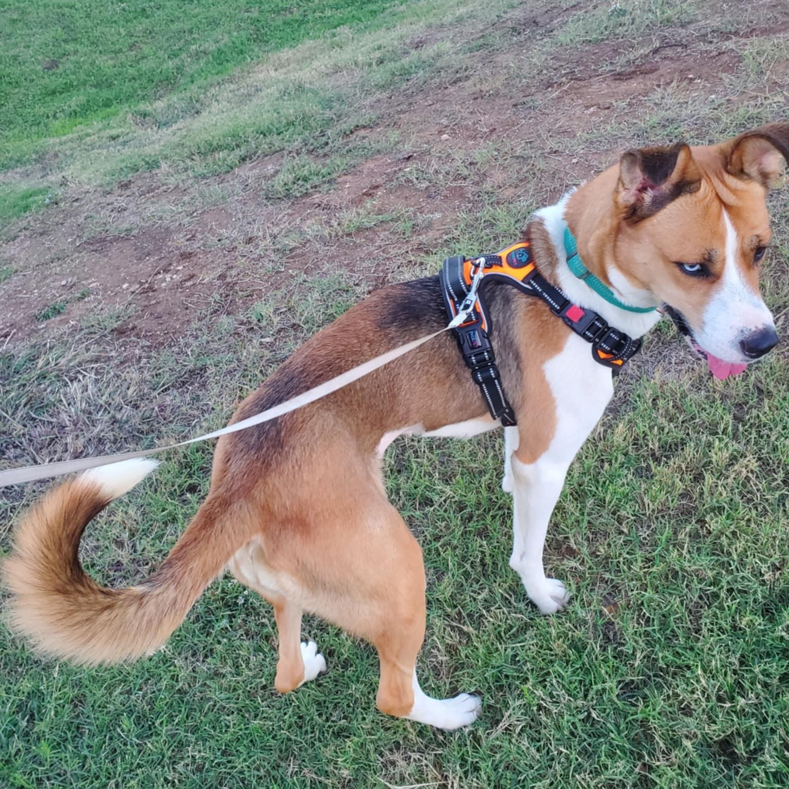 Enlarge Penny, a Adoptable mixed breed in Boise, ID image 4/6